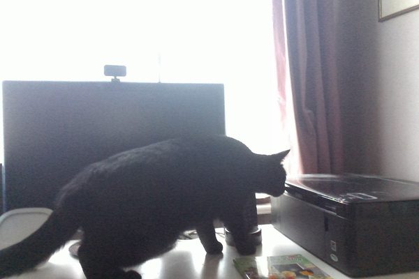 How do your cats react to this video? Light hearted!