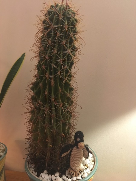 How to repot this bruiser of a cactus so it doesn't lean
