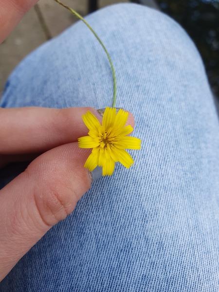 Identity this plant please- bunny safety