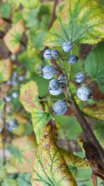 What's wrong with my blackcurrants?