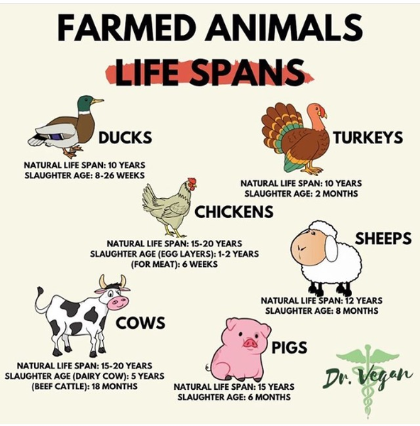 I’m so fed up with all this vegan wankery