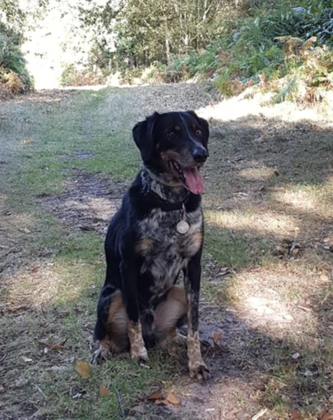 To ask you all your favourite dog breeds?