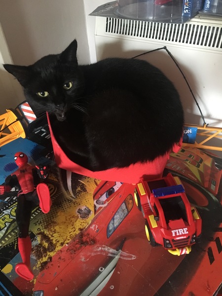 Meet my foster kitty
