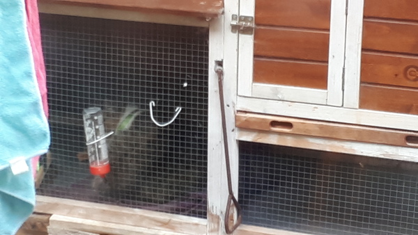 To take on a cat with FIV