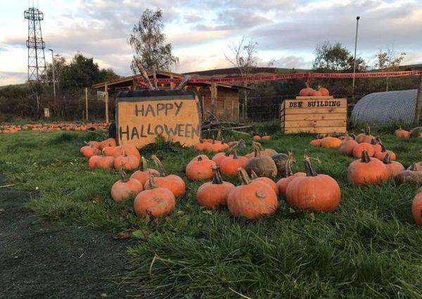 There’s something a bit suspicious about pumpkin patches, isn’t there?