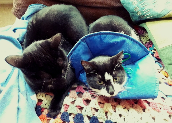 Cat with injury, wearing cone. Brother now  keeps attacking her...
