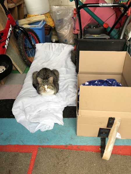 Not sure what to do with this lovely little cat...help!