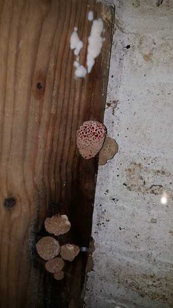 Mushrooms growing in my cellar...help!