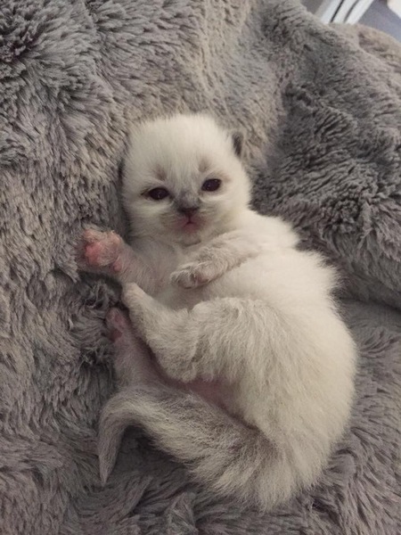 Anyone fancy doing a ragdoll 'then and now' thread?