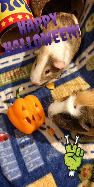 Show off your pumpkins.