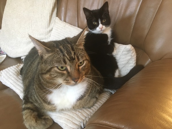 Cat chat - 100 slave tips