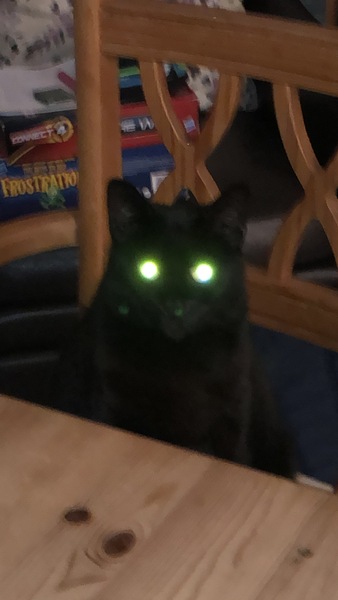 Happy National Black Cat Day.