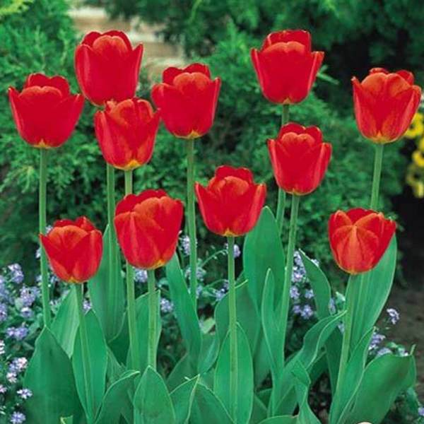 Winter / Spring Border planting advice