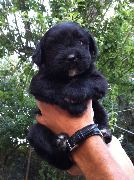 Does my puppy look like a Teddy?