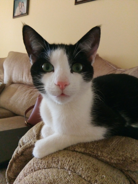 What makes your cat Quirky