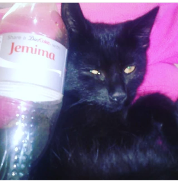 Happy National Black Cat Day.