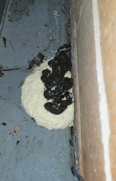 Does anyone know what this poo belongs to?