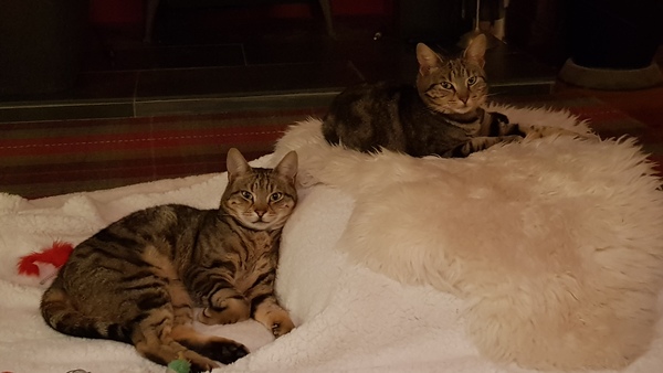 Westminstenders: Christmas Cold, Campaigning, Canvassing and Cancelled Carols