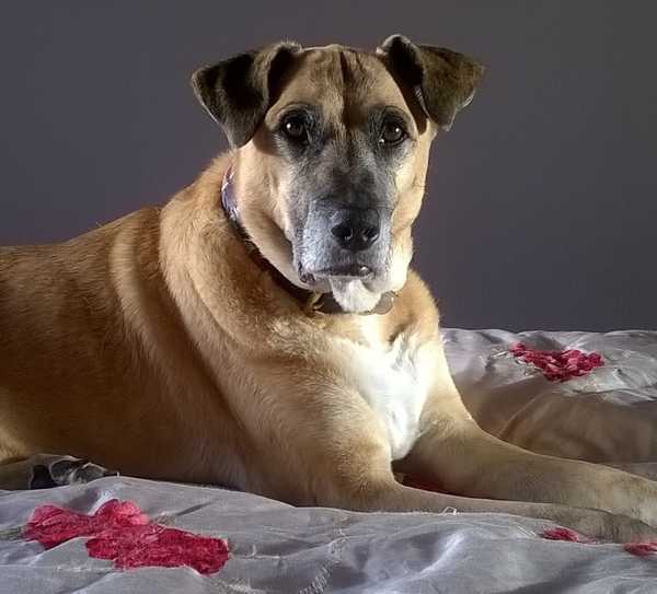 How has your pet brought joy to your life?