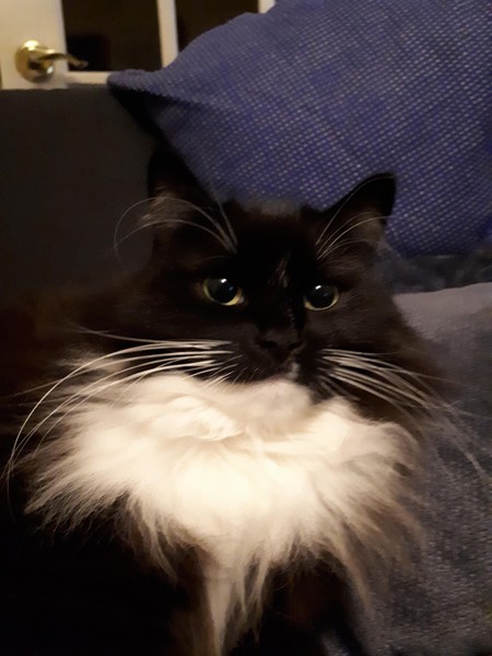 We're adopting sibling rescue cats this weekend...what do i need to know?