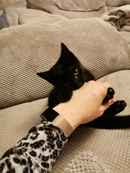 Happy National Black Cat Day.
