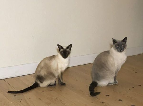 Westminstenders: The Slow No