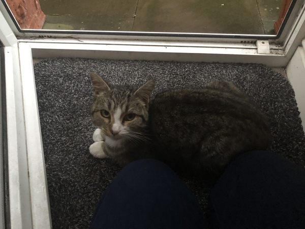 Not sure what to do with this lovely little cat...help!