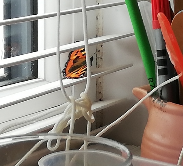 Help! What should I do with this butterfly?