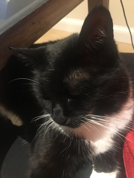 Westminstenders: The Slow No