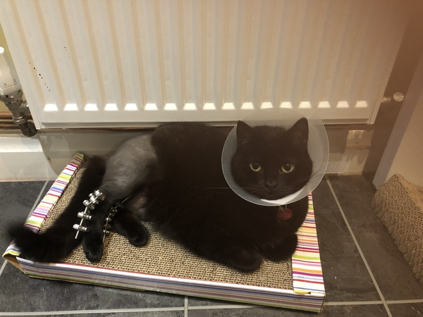 Cat ate a mouse whole, seems to be feeling rough!