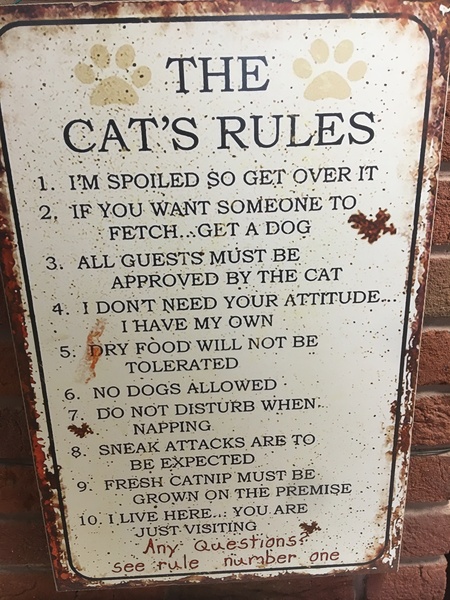 Cat chat - 100 slave tips