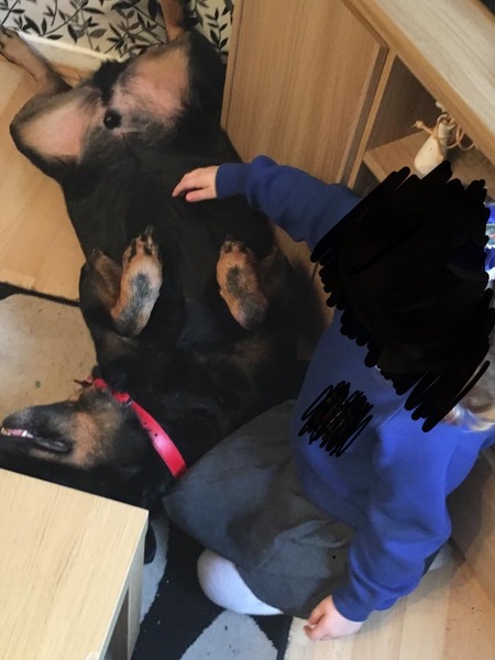 Any ROTTWEILER owners?