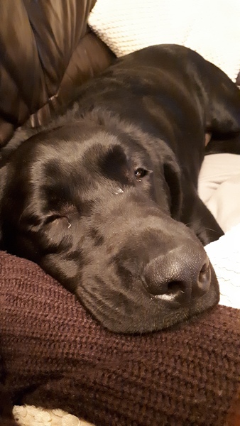 How has your pet brought joy to your life?