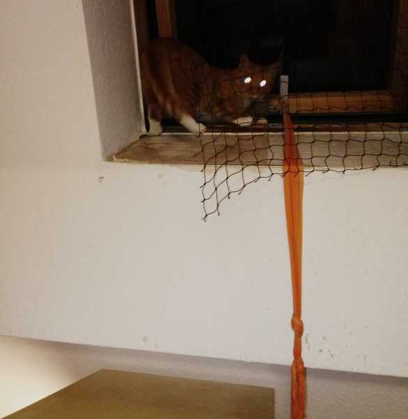 Hallowe'en Pet Photo (because you know you want to)