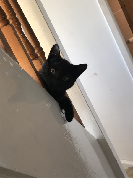 Happy National Black Cat Day.