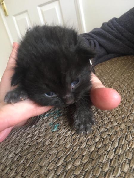 kittens found in garden, what to do?