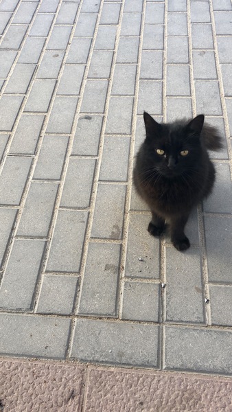 Holiday Kitties with friends