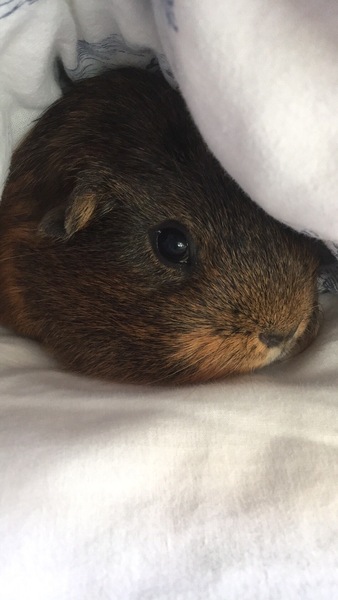 What do your guinea pigs do in the winter?