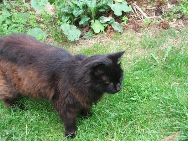 Westministenders: Slow News Fake News