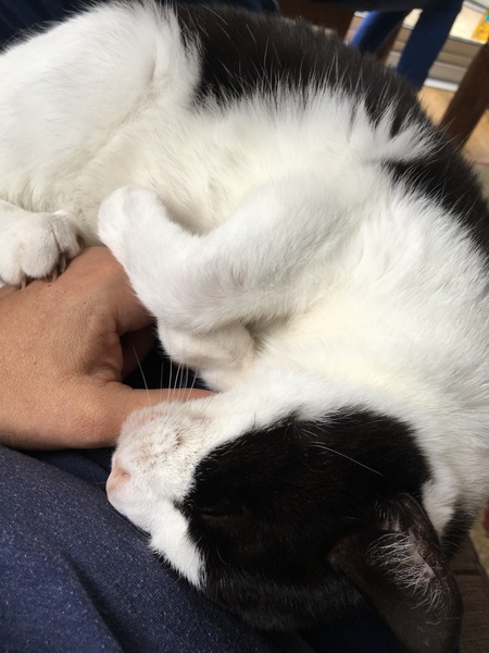 Westminstenders: Don't and Keep Living