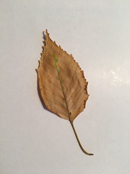 What is this leaf?