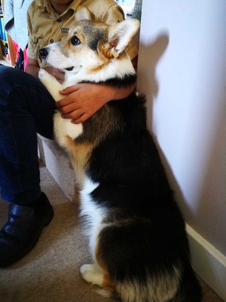 To ask you all your favourite dog breeds?