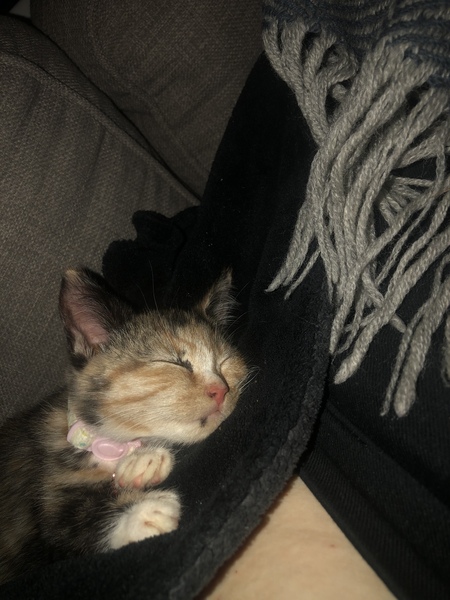 Help! Stuck under a sleeping kitten..