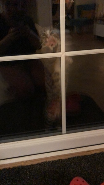 Not sure what to do with this lovely little cat...help!