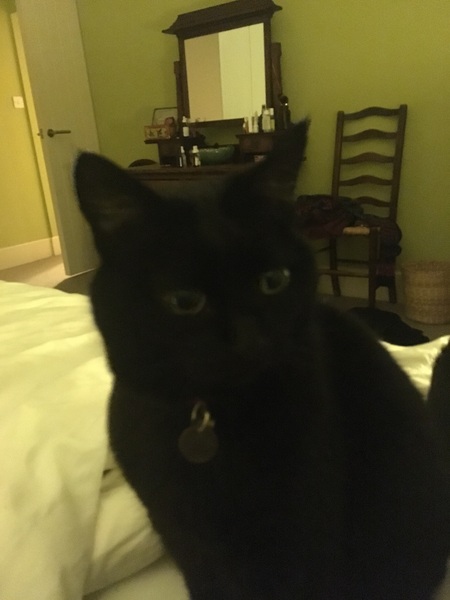 Westministenders: Slow News Fake News