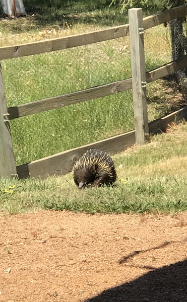 Shall the Aussie Mumsnetters have a thread to chat a bit?