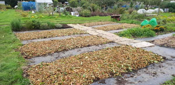 Allotment/Veg Patch Thread 14 ! growing into summer