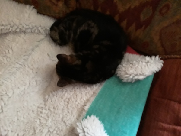 WWB more U to keep cat whilst not liking him, or to rehome him?