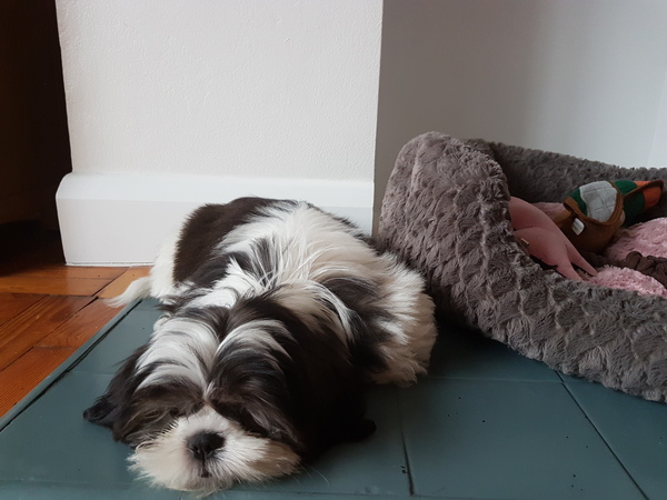 What would be the best breed for us?