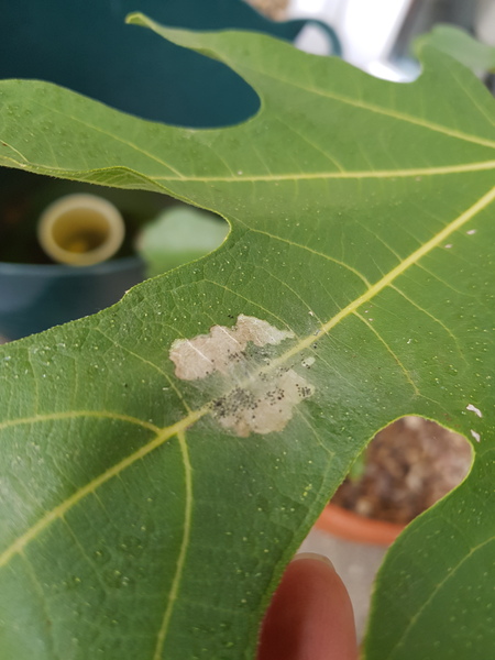 What is this bug on my fig tree?
